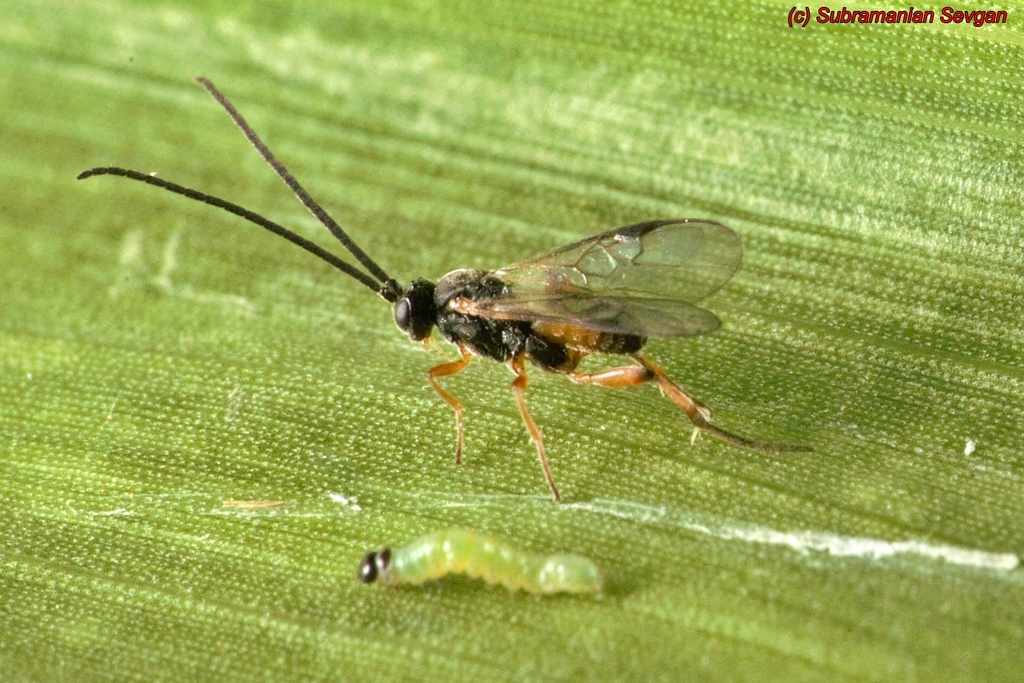 Cotesia icipe
