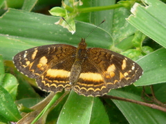 Anthanassa drusilla