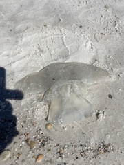 Rhizostomatoidea