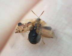Cassida piperata