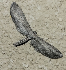 Glaucina interruptaria