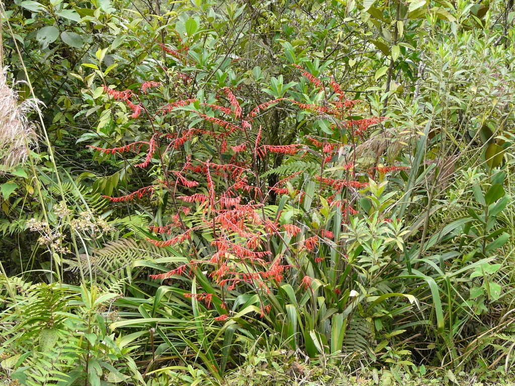 Pitcairnia dodsonii