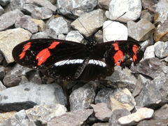 Heliconius telesiphe