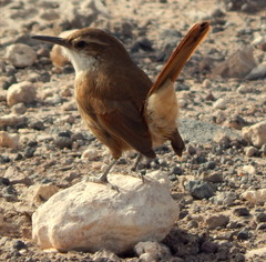 Ochetorhynchus ruficaudus