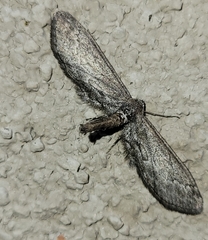 Glaucina interruptaria
