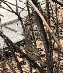 Passer domesticus