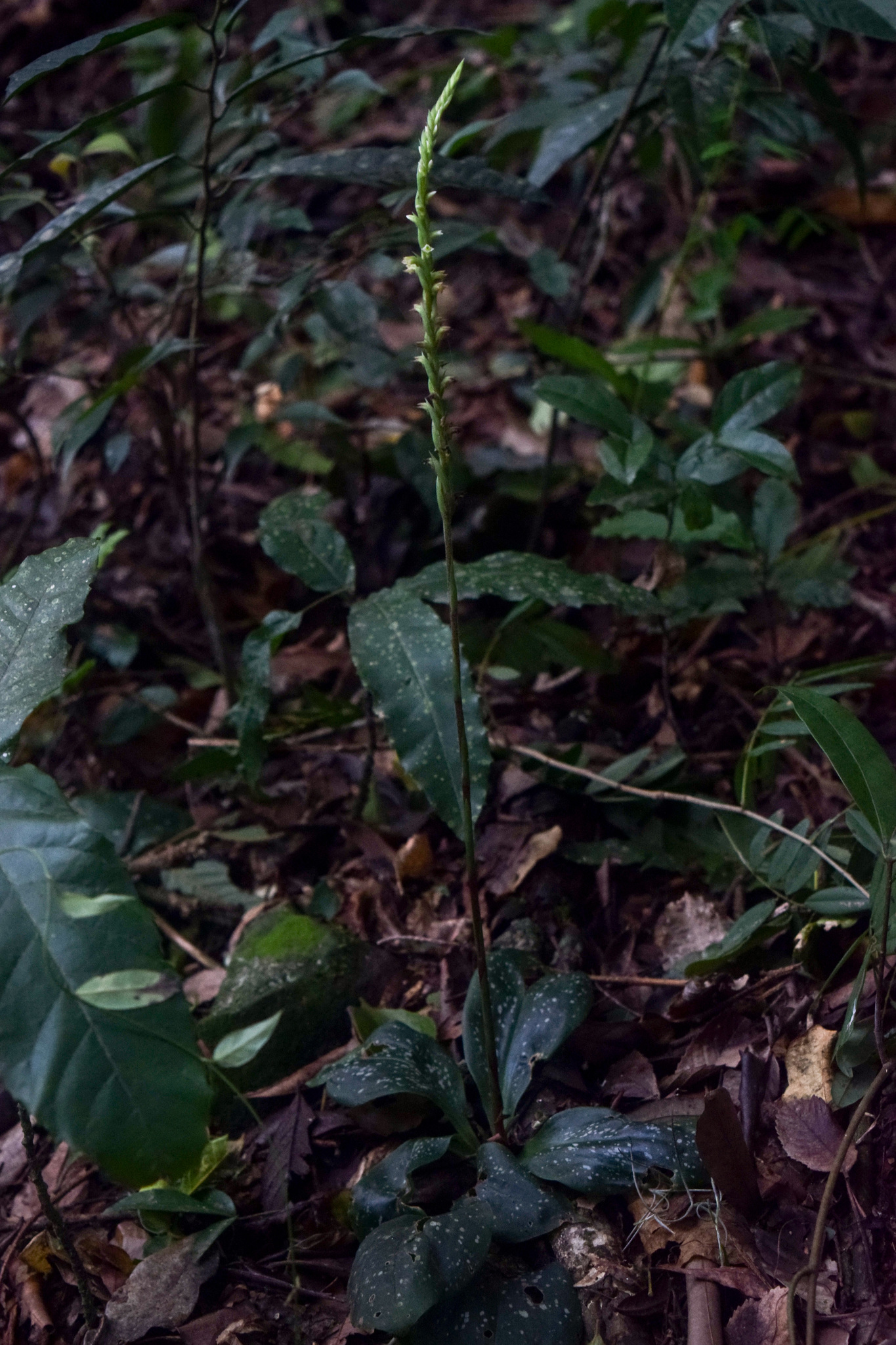 Mesadenella pumila
