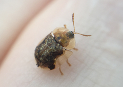 Cassida piperata
