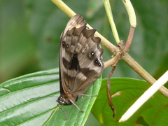 Pronophila