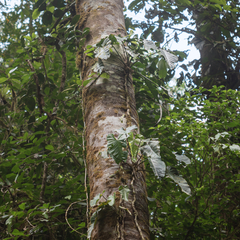 Philodendron sagittifolium
