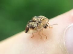 Cassida piperata