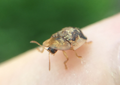 Cassida piperata