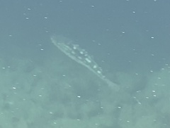 Paralabrax clathratus