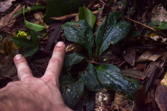 Mesadenella cuspidata