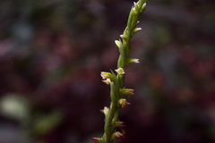 Mesadenella cuspidata