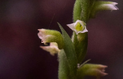 Mesadenella cuspidata