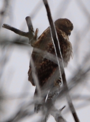 Buteo lineatus