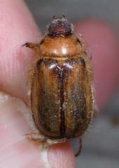 Phobetus comatus
