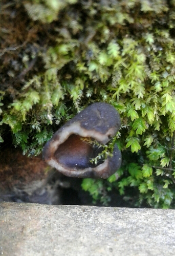 Helvella terrestris