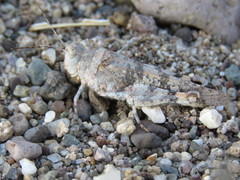 Heliastus sumichrasti