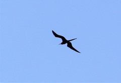 Fregata magnificens