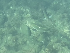 Girella nigricans