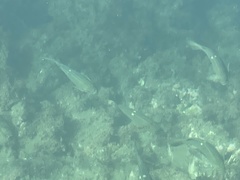 Girella nigricans