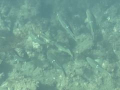 Girella nigricans