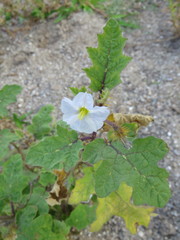 Solanum campechiense