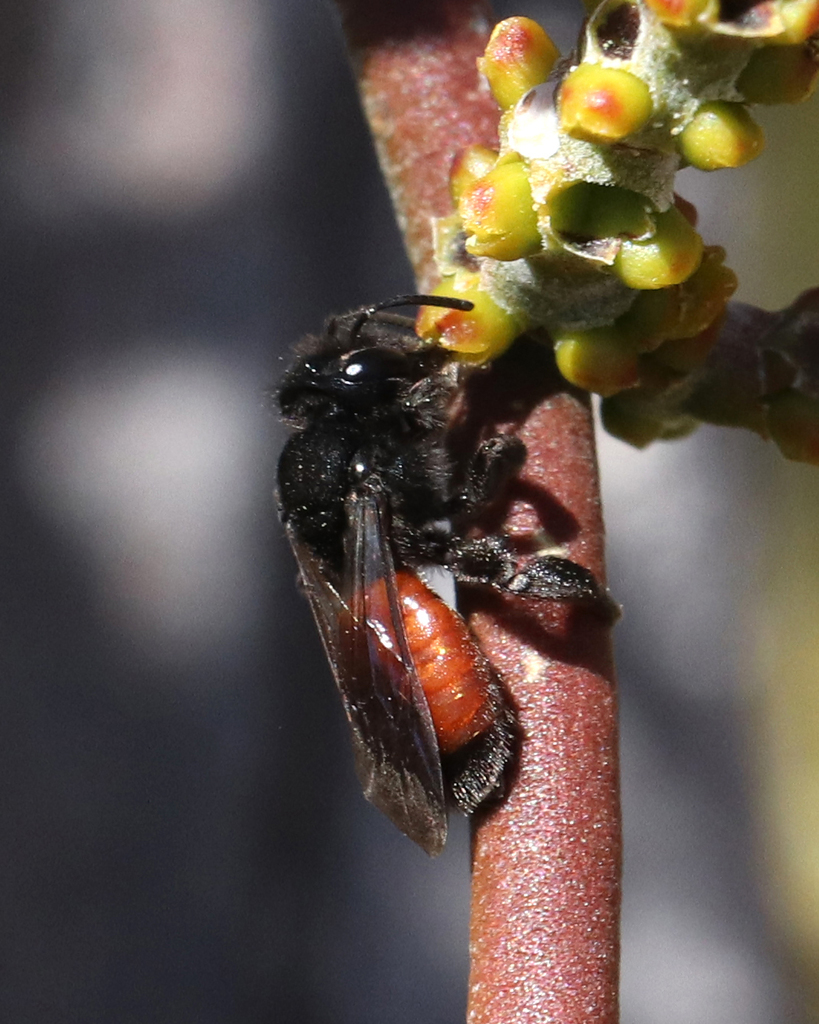 Black-and-red Miner
