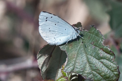 Celastrina argiolus