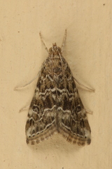 Hellula undalis