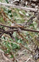 Dichroplus elongatus