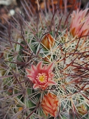 Mammillaria johnstonii