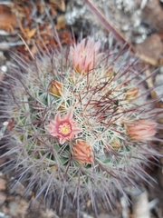 Mammillaria johnstonii