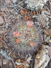 Mammillaria johnstonii