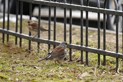 Turdus pilaris