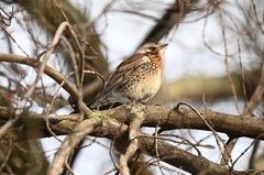 Turdus pilaris