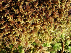 Hypnum dieckii