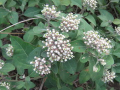 Salpianthus arenarius