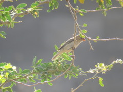 Sporophila minuta