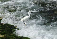 Egretta thula
