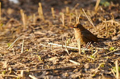 Turdus merula