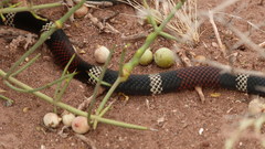 Micrurus pyrrhocryptus