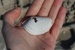 Zirfaea crispata