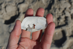 Zirfaea crispata