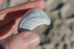 Zirfaea crispata