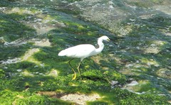 Egretta thula