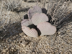 Opuntia basilaris