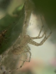 Pityohyphantes